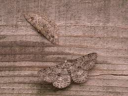 Attēlu rezultāti vaicājumam “Hypomecis roboraria”