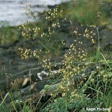 Attēlu rezultāti vaicājumam “Thalictrum minus”
