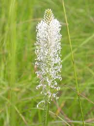 Attēlu rezultāti vaicājumam “Plantago uniflora flower”