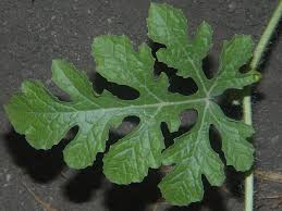 Attēlu rezultāti vaicājumam “Citrullus lanatus leaf”