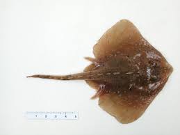 Image result for Leucoraja ocellata