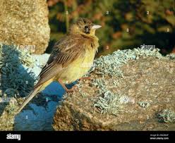 Image result for Emberiza melanocephala