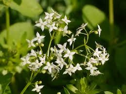 Attēlu rezultāti vaicājumam “Galium album flower”