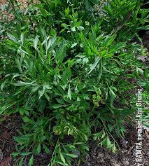 Attēlu rezultāti vaicājumam “Levisticum officinale”