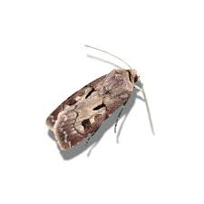 Attēlu rezultāti vaicājumam “Agrotis exclamationis”