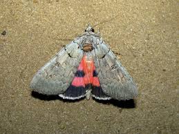 Attēlu rezultāti vaicājumam “Catocala pacta”