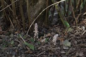 Attēlu rezultāti vaicājumam “Lathraea squamaria bud”