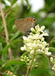 Attēlu rezultāti vaicājumam “Satyrium pruni”