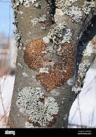 Attēlu rezultāti vaicājumam “Melanohalea olivacea”