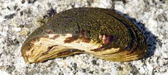 Attēlu rezultāti vaicājumam “Dreissena polymorpha”