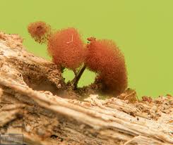 Attēlu rezultāti vaicājumam “Collaria arcyrionema”