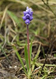 Attēlu rezultāti vaicājumam “Muscari botryoides”