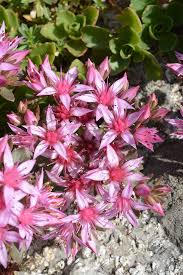 Attēlu rezultāti vaicājumam “Phedimus spurius leaf”