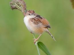 Image result for Cisticola juncidis