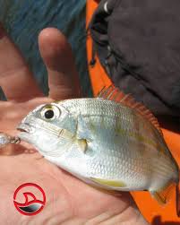 Image result for Rhabdosargus holubi