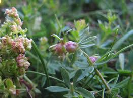 Attēlu rezultāti vaicājumam “Geocrypta galii”