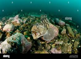 Image result for Anarhichas minor