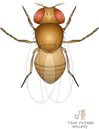 Attēlu rezultāti vaicājumam “Drosophila melanogaster”