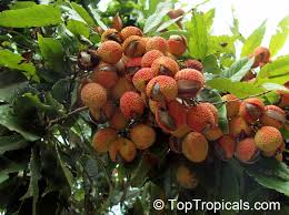 Image result for Litchi chinensis