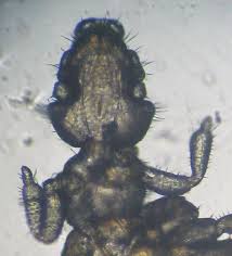 Attēlu rezultāti vaicājumam “Licea pygmaea sessile”