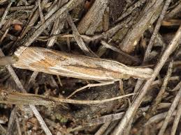 Attēlu rezultāti vaicājumam “Pediasia fascelinella”