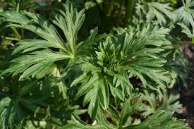 Attēlu rezultāti vaicājumam “Aconitum napellus leaf”