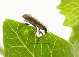 Attēlu rezultāti vaicājumam “Sitona sp.”