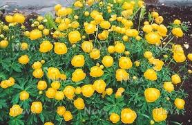 Attēlu rezultāti vaicājumam “Trollius europaeus”