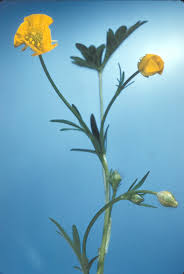 Attēlu rezultāti vaicājumam “Ranunculus bulbosus”