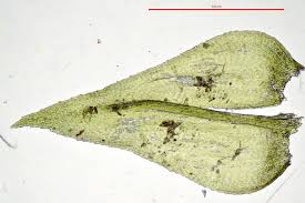 Attēlu rezultāti vaicājumam “Eurhynchium striatum”
