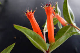 Attēlu rezultāti vaicājumam “Lythraceae”