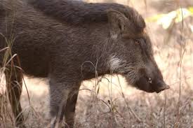 Attēlu rezultāti vaicājumam “Sus scrofa”