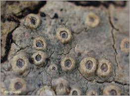 Attēlu rezultāti vaicājumam “Thelotrema lepadinum”