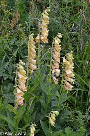 Image result for Digitalis grandiflora