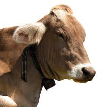 Attēlu rezultāti vaicājumam “Bos primigenius taurus”