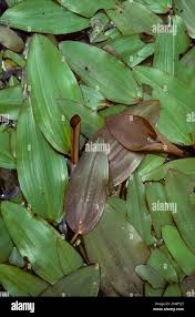 Attēlu rezultāti vaicājumam “Potamogeton trichoides leaf”