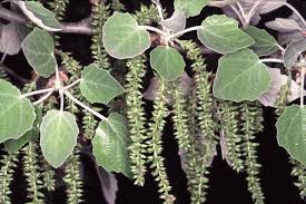 Attēlu rezultāti vaicājumam “Populus alba”