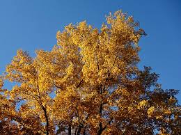 Attēlu rezultāti vaicājumam “Carya cordiformis”