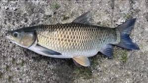 Image result for Ctenopharyngodon idella