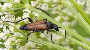 Attēlu rezultāti vaicājumam “Anastrangalia sanguinolenta”