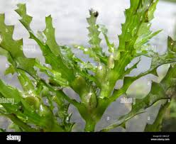 Attēlu rezultāti vaicājumam “Najas marina leaf”