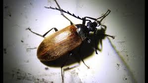 Attēlu rezultāti vaicājumam “Pseudocistela ceramboides”