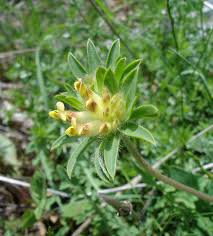 Attēlu rezultāti vaicājumam “Anthyllis vulneraria”