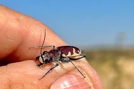 Attēlu rezultāti vaicājumam “Cribraria macrocarpa young”
