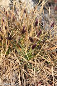 Attēlu rezultāti vaicājumam “Sesleria caerulea fruit”