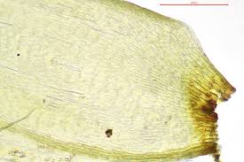 Attēlu rezultāti vaicājumam “Calliergon trifarium”
