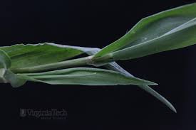 Attēlu rezultāti vaicājumam “Digitaria ischaemum leaf”