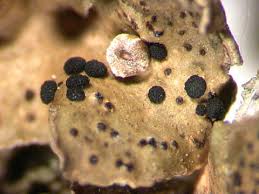 Attēlu rezultāti vaicājumam “Arthonia spadicea”