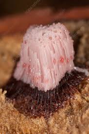 Attēlu rezultāti vaicājumam “Stemonitis axifera”