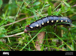 Attēlu rezultāti vaicājumam “Hyles gallii larva”
